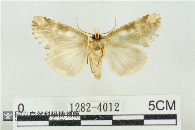 連珠波紋蛾藏品圖，第2張