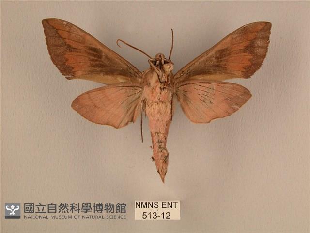 背中白天蛾藏品圖，第2張