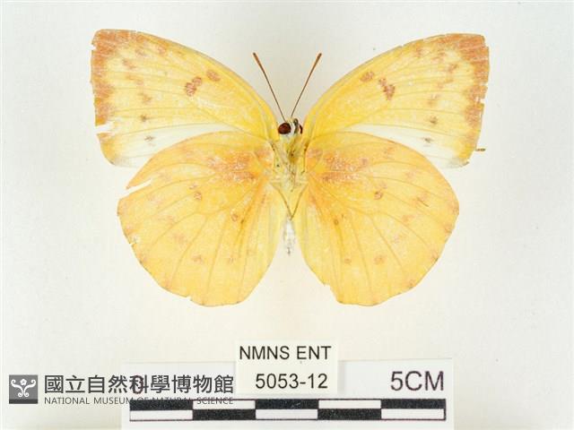 黃裙遷粉蝶藏品圖，第2張