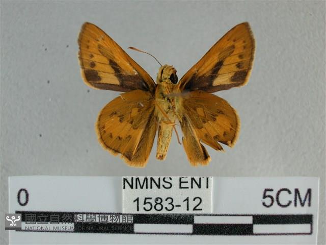 竹橙斑弄蝶藏品圖，第2張