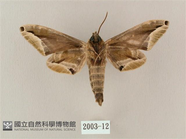 白點天蛾 藏品圖，第2張