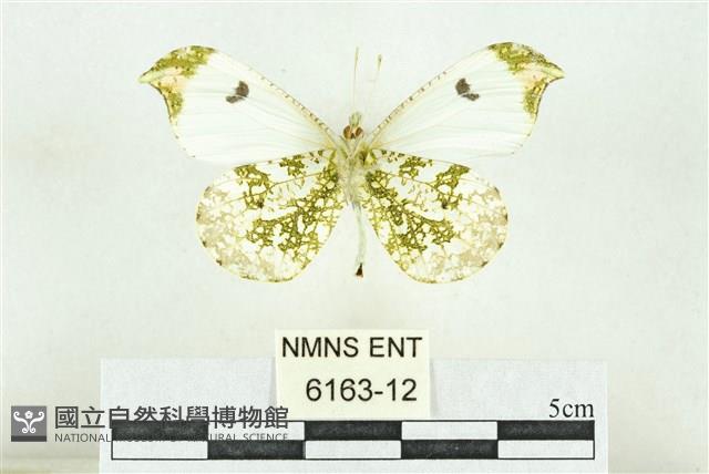 黃尖襟粉蝶藏品圖，第2張