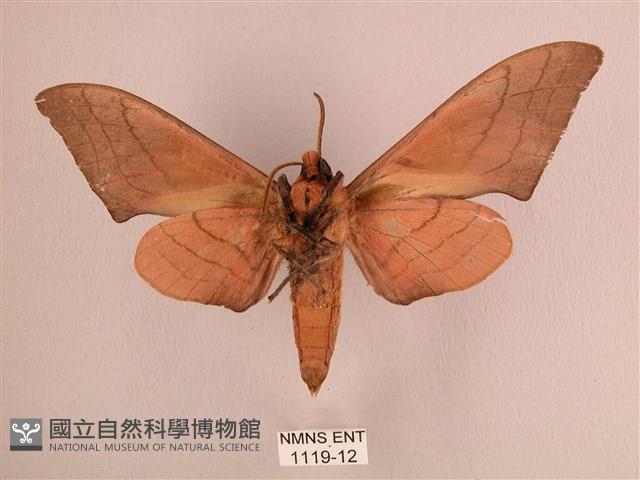 直翅六點天蛾藏品圖，第2張