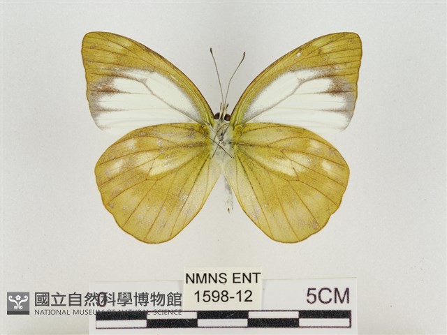 淡褐脈粉蝶藏品圖，第2張