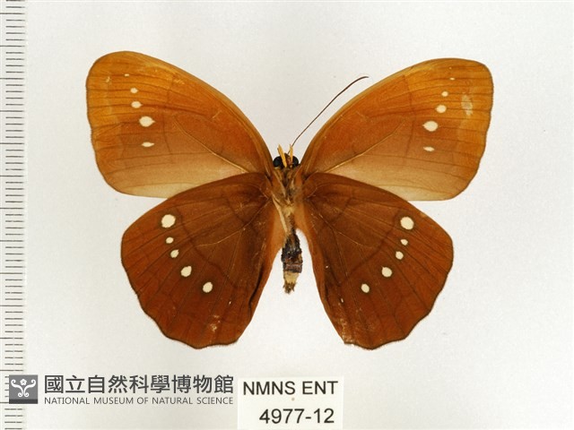 串珠環蝶藏品圖，第2張