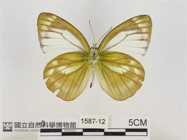 淡褐脈粉蝶藏品圖，第2張