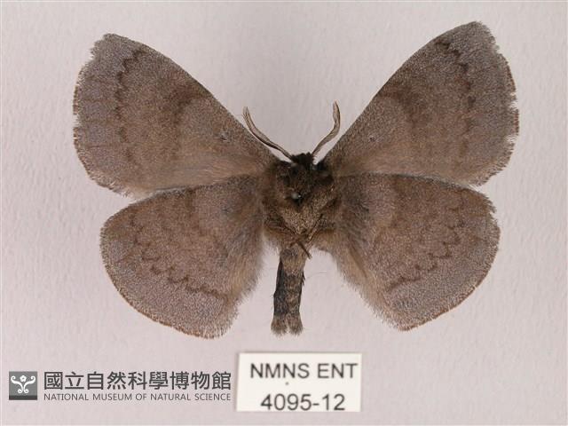 蓬萊灰紋帶蛾藏品圖，第2張