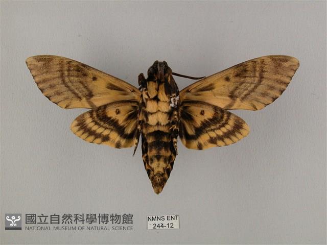 鬼臉天蛾藏品圖，第2張