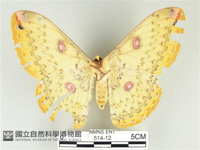 黃豹天蠶蛾藏品圖，第2張