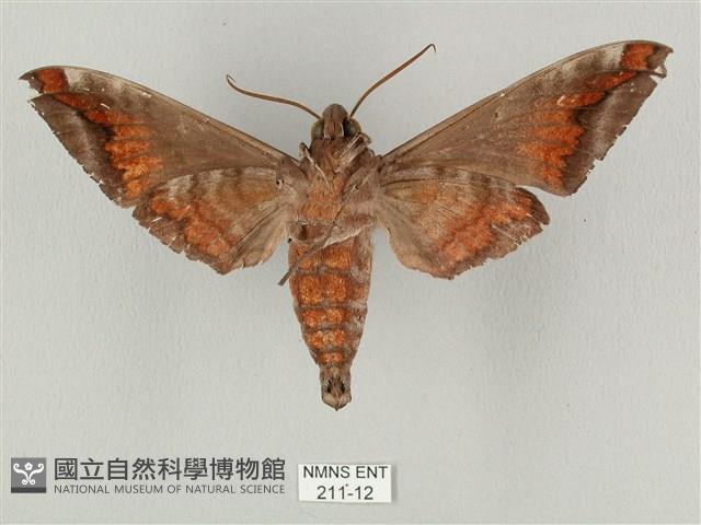 全緣缺角天蛾藏品圖，第2張