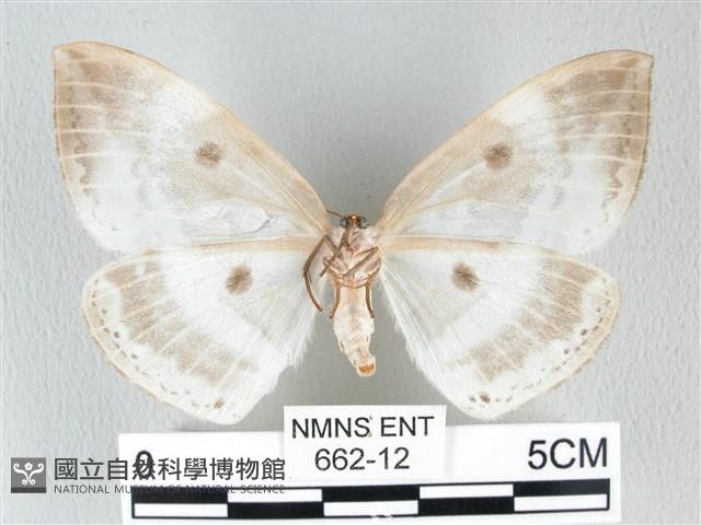 圓翅大鉤蛾藏品圖，第2張