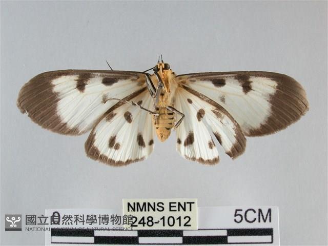 長斑擬燈蛾藏品圖，第2張