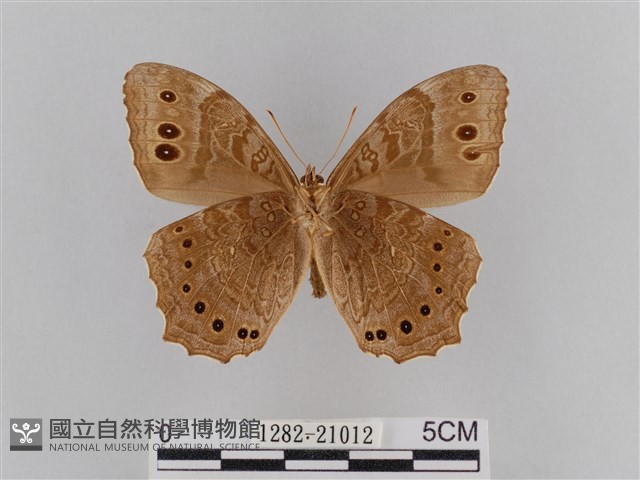 褐翅蔭眼蝶藏品圖，第2張