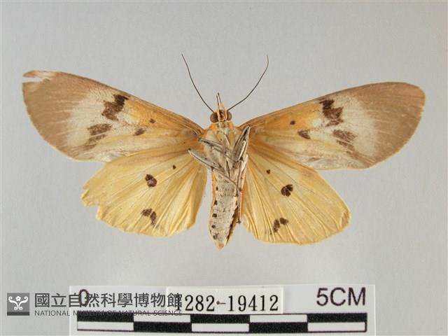 登錄號:001282-19412藏品圖，第2張