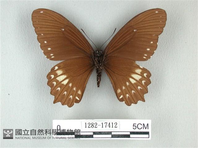 無尾白紋鳳蝶藏品圖，第2張