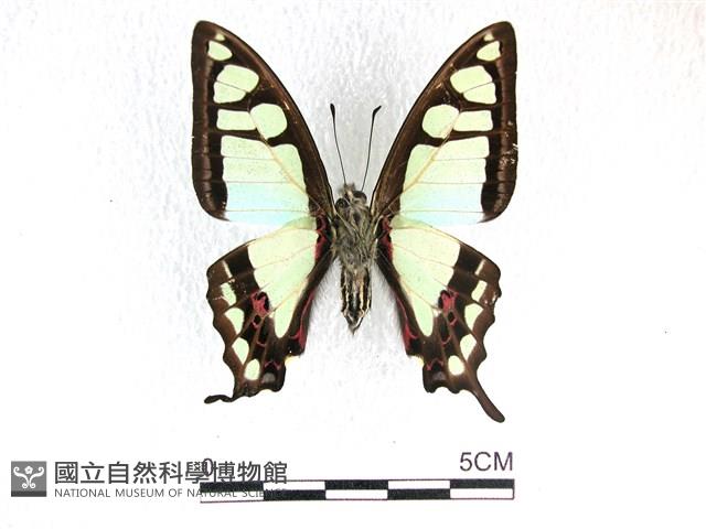 寬帶青鳳蝶藏品圖，第2張