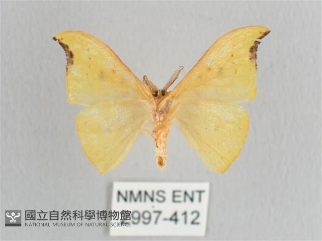 彎黑黃鉤蛾藏品圖，第2張