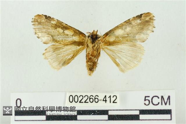 連珠波紋蛾藏品圖，第2張