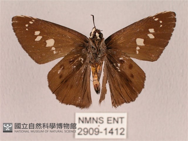 臺灣瑟弄蝶藏品圖，第2張