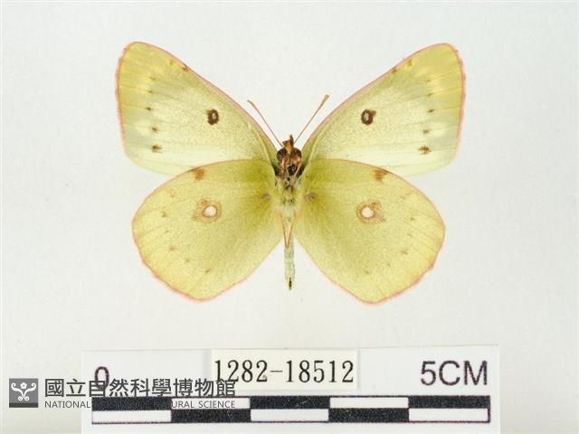 紋黃粉蝶藏品圖，第2張