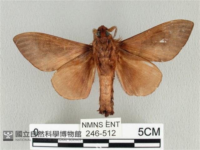 大褐斑枯葉蛾藏品圖，第2張