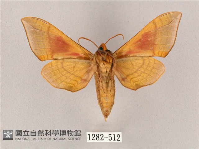 榆綠天蛾藏品圖，第2張