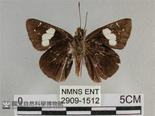 曲紋袖弄蝶藏品圖，第2張