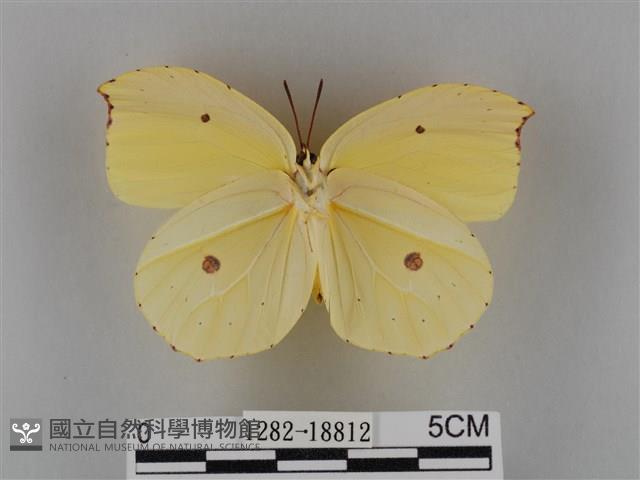 圓翅鉤粉蝶藏品圖，第2張