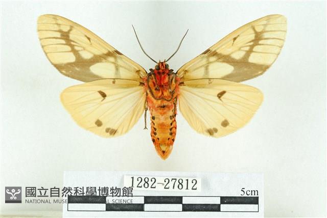 乳白斑燈蛾藏品圖，第2張