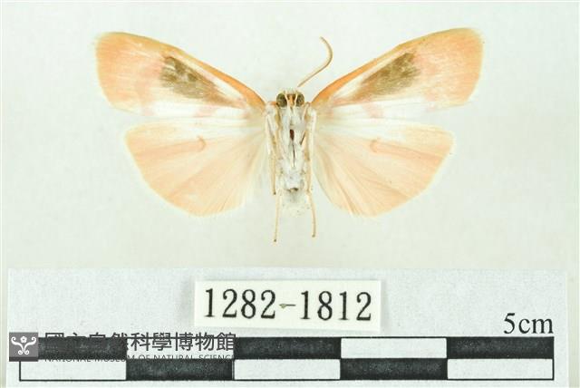 臺雪苔蛾藏品圖，第2張