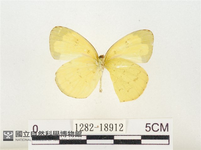 淡色黃蝶藏品圖，第2張
