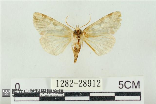 連珠波紋蛾藏品圖，第2張