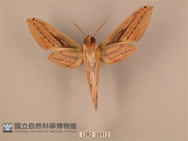 棕綠背線天蛾藏品圖，第2張