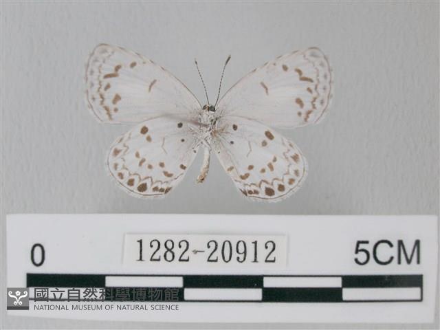靛色琉灰蝶藏品圖，第2張