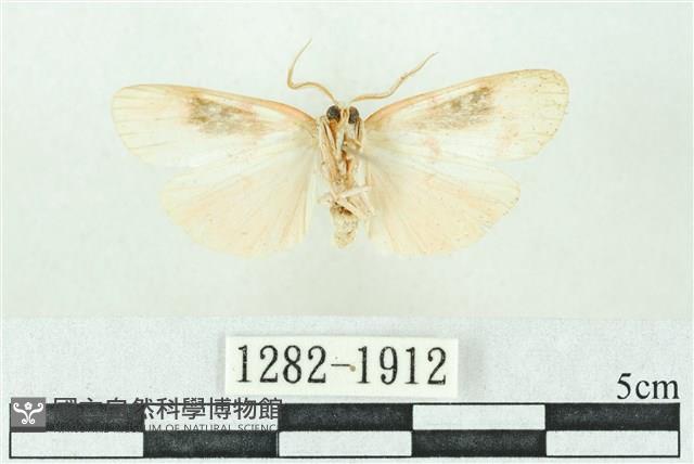 臺雪苔蛾藏品圖，第2張