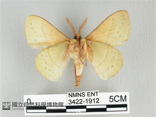 青枯葉蛾藏品圖，第2張