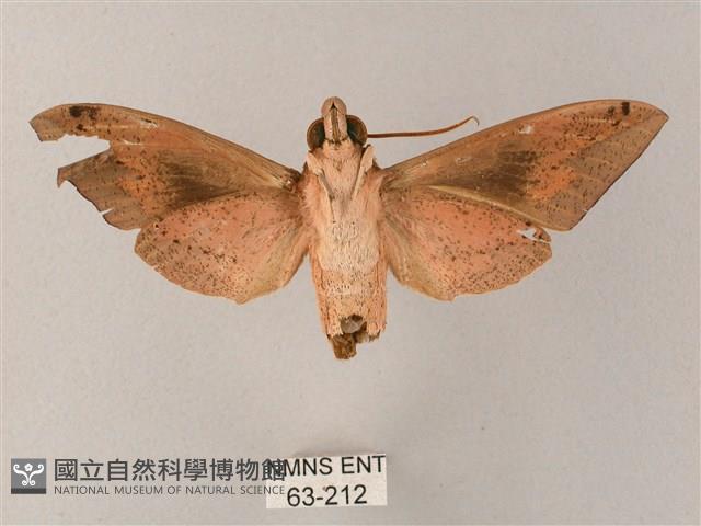 直翅斜紋天蛾藏品圖，第2張