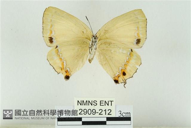 赭灰蝶藏品圖，第2張