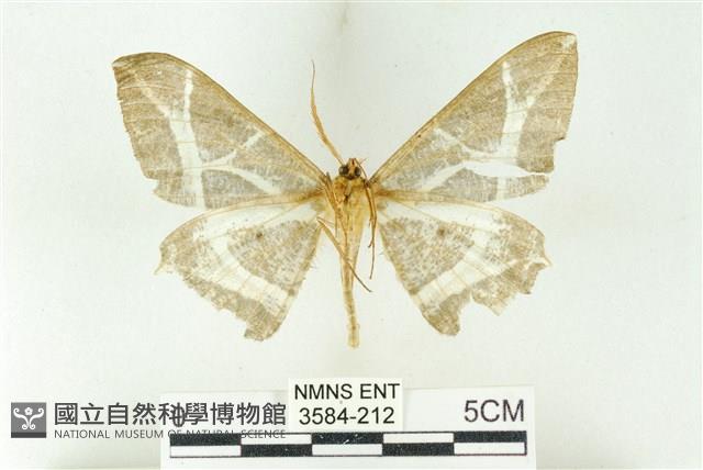 樹形尺蛾藏品圖，第2張