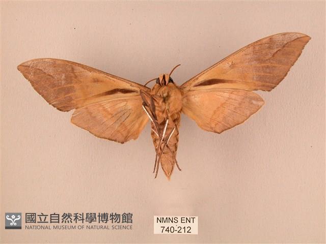 波紋豆天蛾藏品圖，第2張