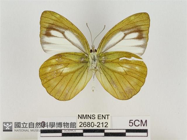 淡褐脈粉蝶藏品圖，第2張