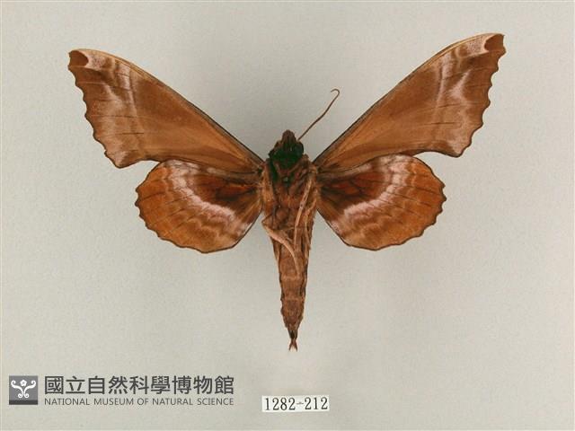 盾天蛾藏品圖，第2張