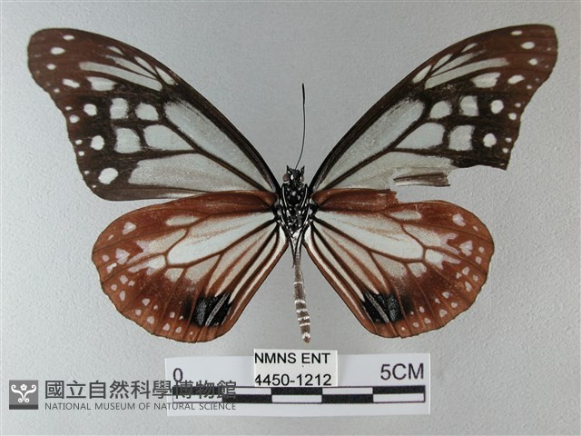 大絹斑蝶藏品圖，第2張