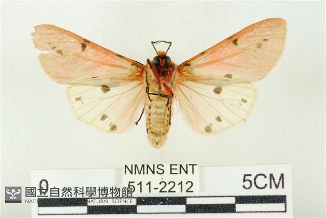 棍棒污燈蛾藏品圖，第2張