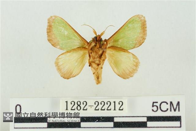 素木綠刺蛾藏品圖，第2張