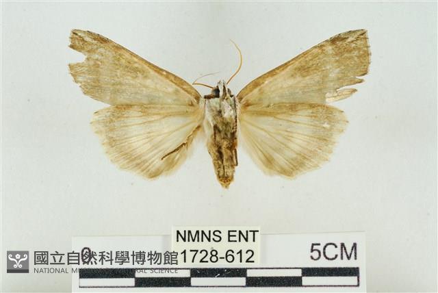 臺洒波紋蛾藏品圖，第2張