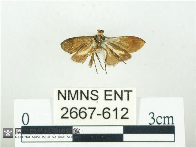 叉紋閃舞蛾藏品圖，第2張