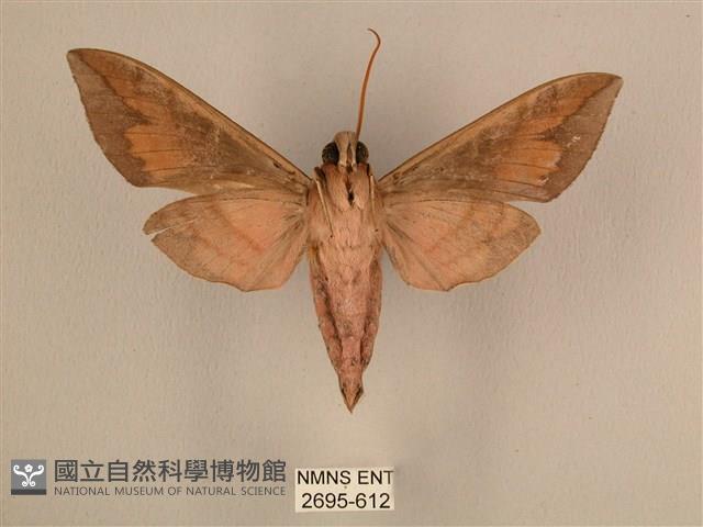 背中白天蛾藏品圖，第2張