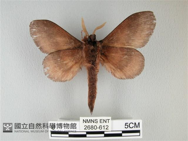 隱波紋枯葉蛾藏品圖，第2張