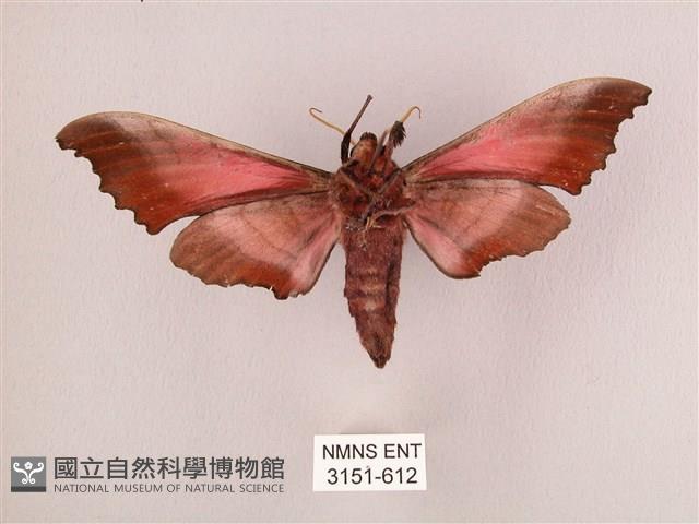 桃紅六點天蛾藏品圖，第2張